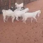 تيوس و جفره طيبات