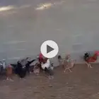 دجاج للبيع