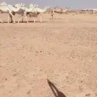 نياق وضح