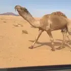 بعير اشعل على بعير عارف الشمري وماعليه الاوسمه وراعيه بياع