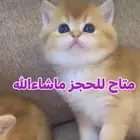 قط سكوتش برتش قولد بيور