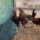 ديكه بلدي