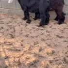 جفرتين عوارض