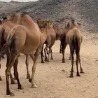 ابل نياق سواحل(( تم البيع ))