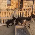 رغوث عربيه يتبعها خروف