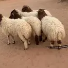 خرفان نعيم