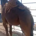 قعود عمره 7 شهور على حليب امه شحم ولحم فل الفل