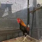 للبيع ديك عربي افرق شرط إضراب وا اذان وسليم من الامراض