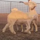 فحل هجين