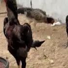 شاموالماني العمر حوال السنه