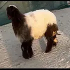 جذعه صنف خصم