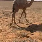 حاشي قصب