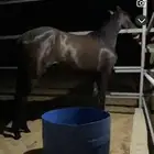 مهر جزيري جبر