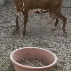 عنز مشروكه صافه سلم لقاح من شهر ونص الي شهرين