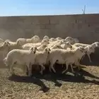 ضان حريات العدد 20 مع الفحل