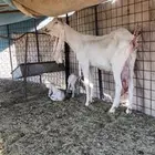 عنز متوم تحتها جفرتين.