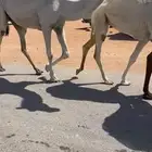 بكره وضحا