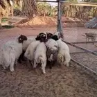 طليان السن جذع طيبات