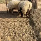 رخال نعيم طيبات بالحيل