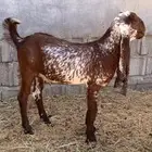 تيس حجازي صنف ومعرف