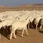 للبيع ضان مراح واحد