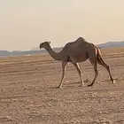 للبيع الناقه