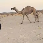بكره للبيع