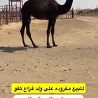 البكره جدها فزاع الهرش