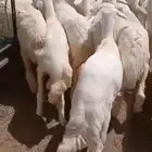 بهم