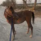 مهر عربي للبيع