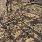 حواره باتليه كفو على فزاع الباتل بعير شيبان الجلاوي