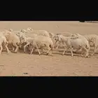ضان حرش العدد 75 مع ولدها دفيع مع فحلها مكه عمق
