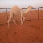 قعود للبيع
