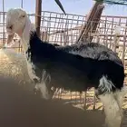 خروف نجدي حجل مشروع فحل