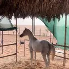 فرس واهو لقاح