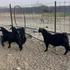تيوس