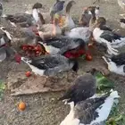 الوز متنوع عراقي ومصري