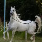 حصان عربي أصيل فحل