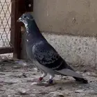 ذكر زاجل سباق 2022
