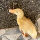 بطه للبيع