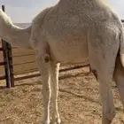 قعود مفرود بيدخل حق مغلق شحم قعود نظيف