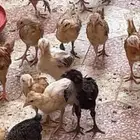 صوص دجاج بلدي للبيع