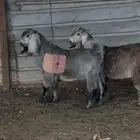 تيوس عوارض لباني