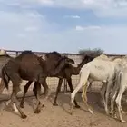 حشو طيبه للبيع
