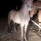 مهر شعبي