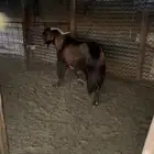 تيس مشروك