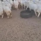 رخال حريه 60