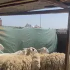 ضان حرش جذعات وثنيات دفيع