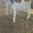 جفر هولندي فاخر