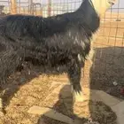 فحل  نجدي ضخم جدا وصنف ومعرف